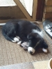 Tesla Pup_14