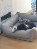 Tesla Pup_17