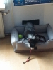 Tesla Pup_18