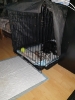 Tesla Pup_19