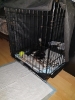 Tesla Pup_20