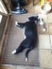 Tesla Pup_23