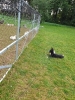 Tesla Pup_24