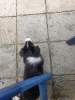 Tesla Pup_4