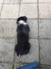 Tesla Pup_5