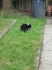 Tesla Pup_6