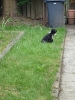 Tesla Pup_7