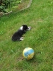Tesla Pup_8