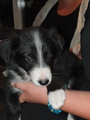 Tesla Pup_2
