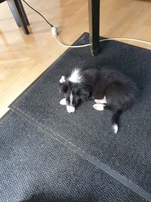 Tesla Pup_3