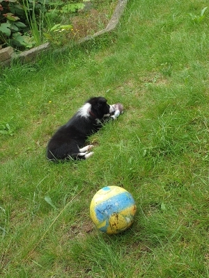 Tesla Pup_8