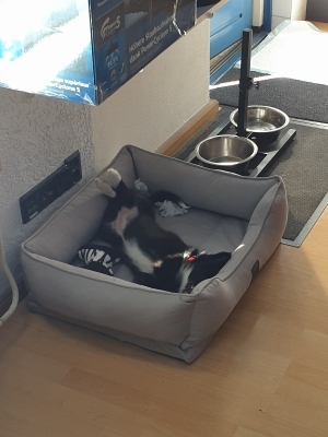 Tesla Pup_16