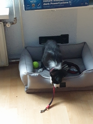 Tesla Pup_18