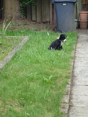 Tesla Pup_7