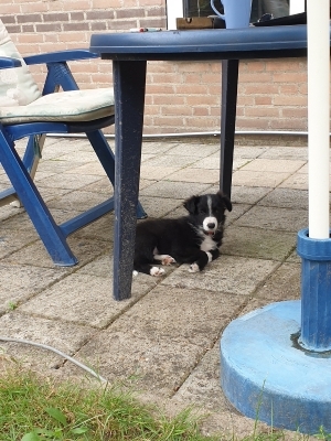 Tesla Pup_9