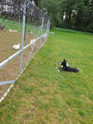 Tesla Pup_24